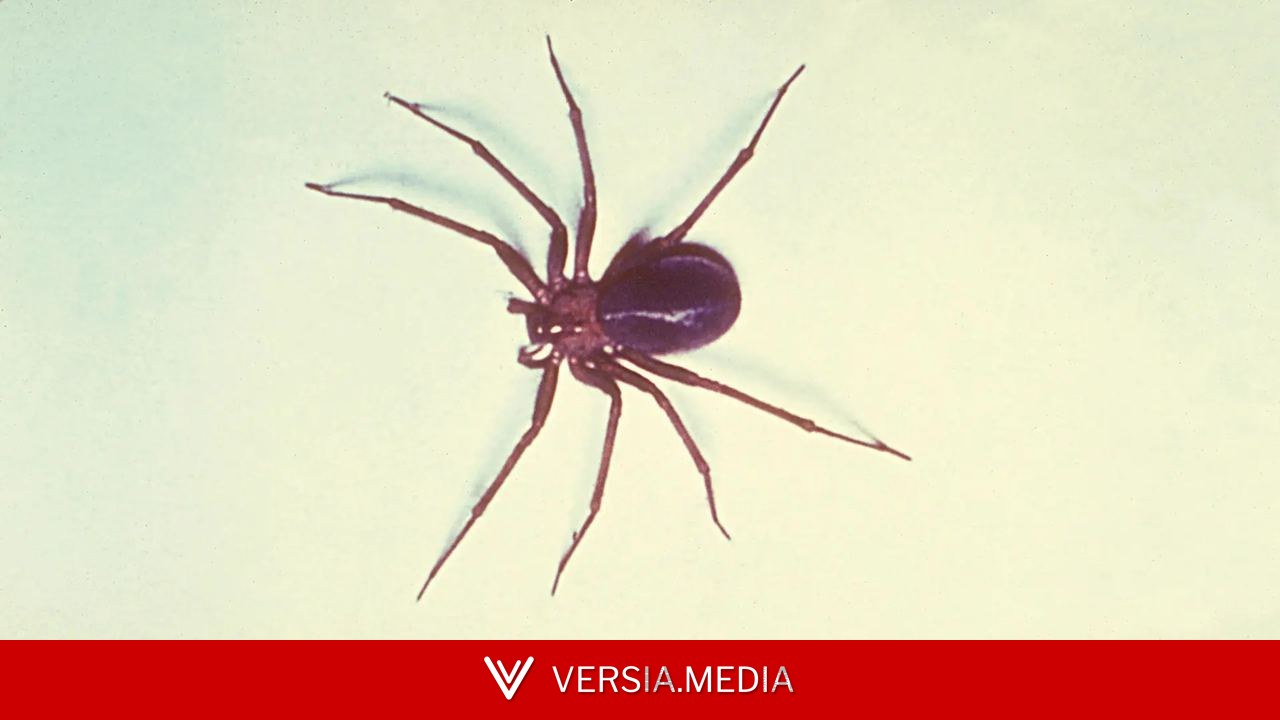 Hallan por primera vez en la Península una peligrosa araña con veneno necrotizante