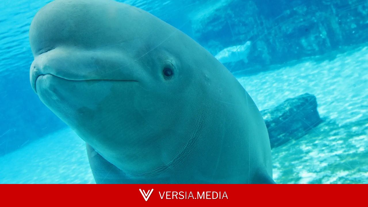 Salvan 'in extremis' a 30 belugas que iban a ser sacrificadas tras cerrar su acuario: dos serán trasladadas a España