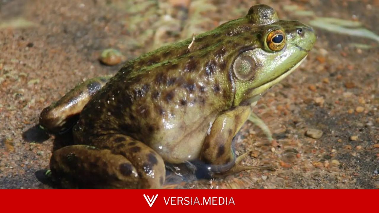 Seis especies invasoras se han erradicado o retenido en España desde 2019