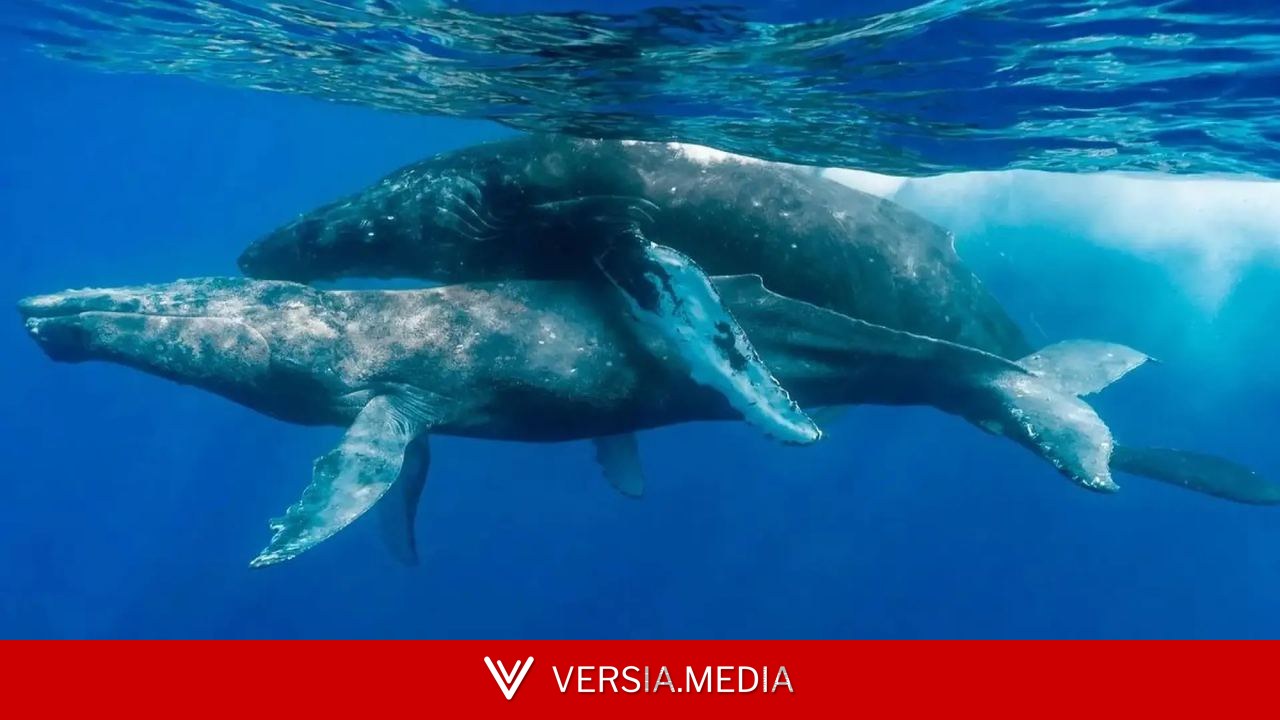 Desvelan el mayor misterio de las ballenas jorobadas del mar Arábigo: por qué llevan 70.000 años sin migrar en un hogar de 400 km