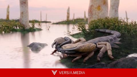 Descubren el escorpión más grande de la Tierra: vivió hace 415 millones de años y tenía el tamaño de un bate de béisbol