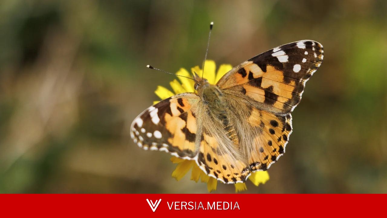 La mariposa cardera inunda España en una migración masiva y sin precedentes:
