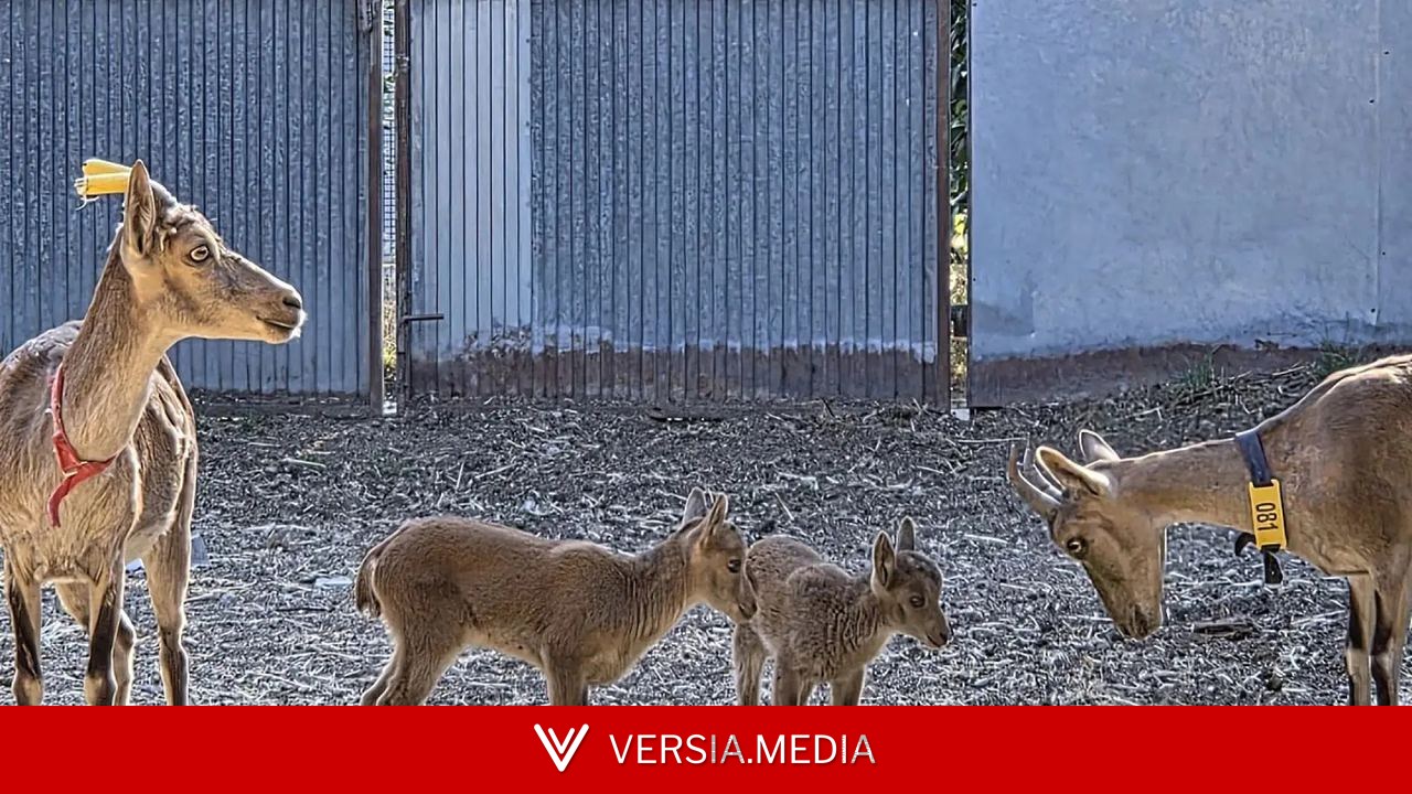 Un proyecto español logra que nazcan tres cabras montesas por fecundación in vitro a partir de animales muertos por primera vez