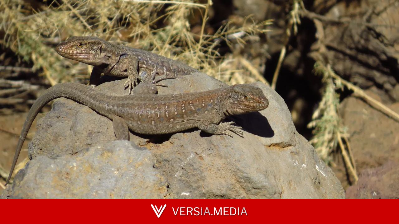 El lagarto tizón de Canarias, en peligro: las colonias de gatos reducen la población de una especie vital para el ecosistema