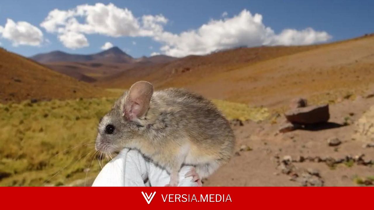 El ratón orejudo andino, el mamífero que vive a mayor altitud del mundo y es capaz de desintoxicar plantas venenosas