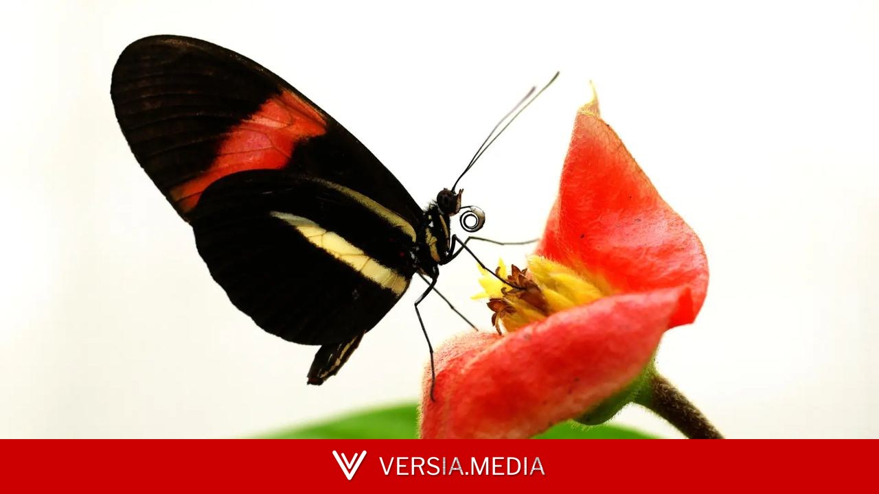 Los científicos descubren el secreto de la longevidad de las mariposas 'Heliconius'