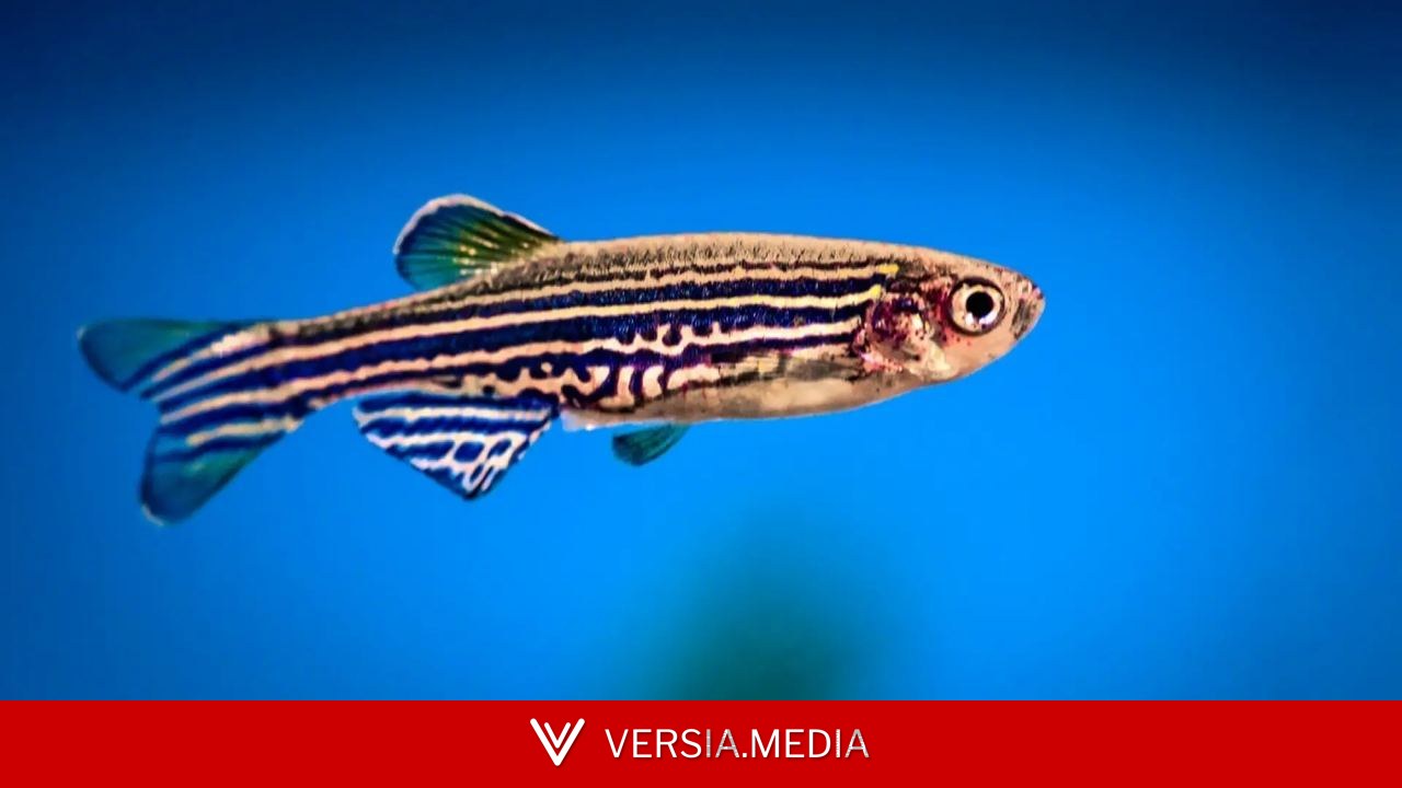 Hallan fragmentos genéticos en peces esenciales para indicar al cerebro cuándo descansar