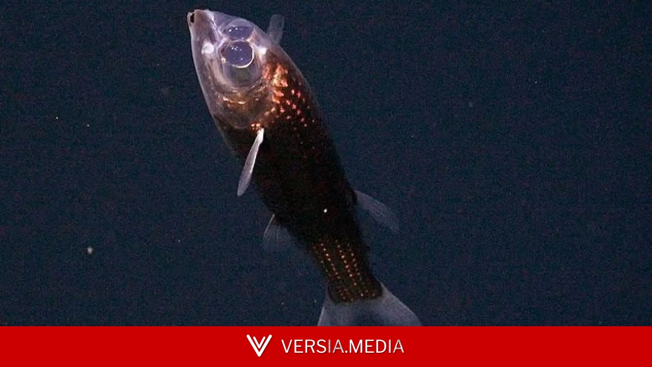 Capturan las primeras imágenes del pez binocular: el extraño ser de cabeza traslúcida que vive en las profundidades marinas