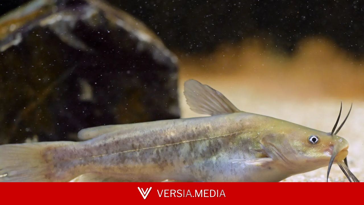 Identifican un cáncer transmisible entre peces, el cuarto documentado en animales