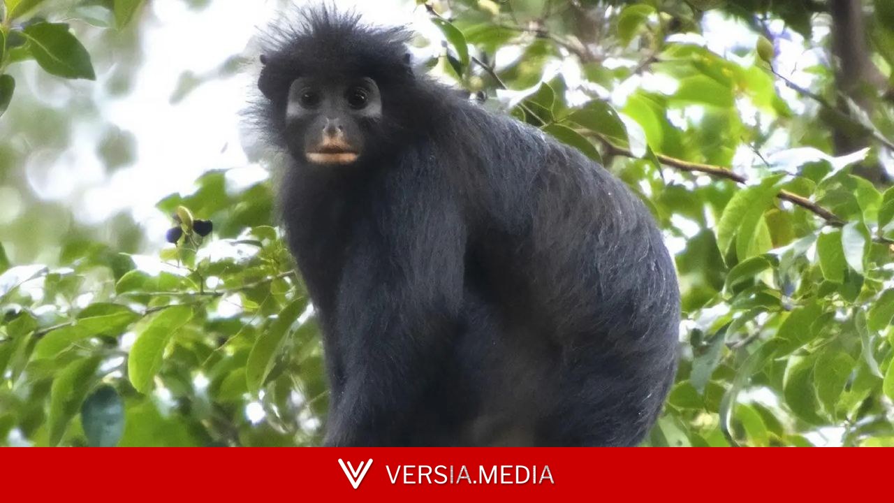 Descubren a Likweli, una nueva especie de mono de labios anaranjados