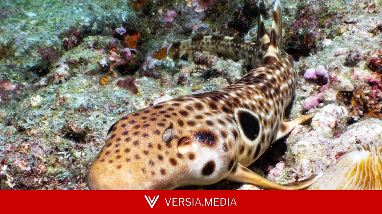 Descubren una nueva especie de tiburón capaz de caminar fuera del agua