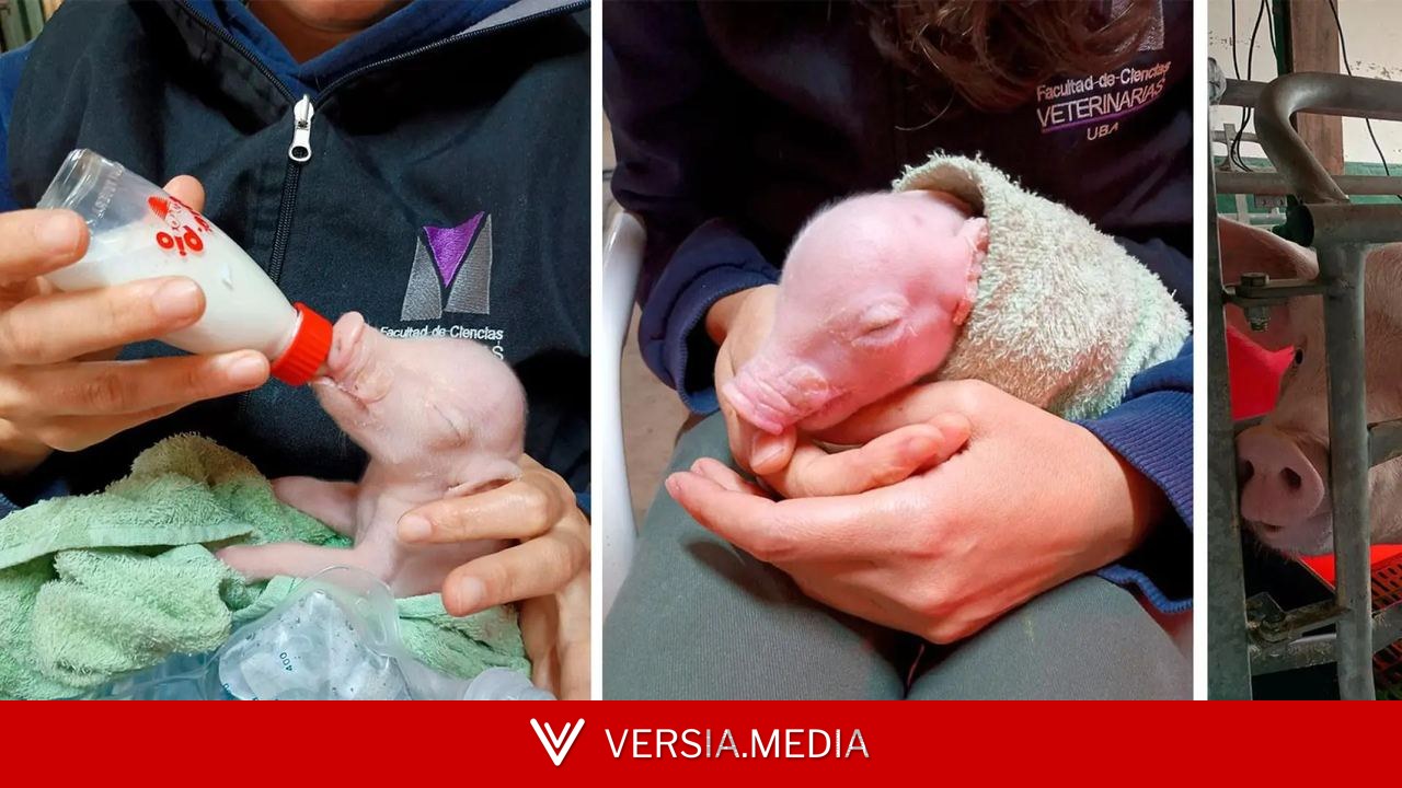Nace en Argentina el primer cerdo clonado para trasplantes de Latinoamérica