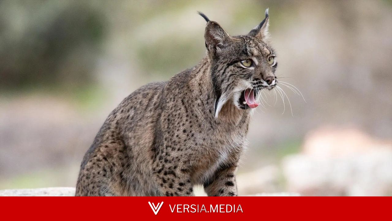 Liberar animales no siempre salva especies: los científicos piden cautela al reintroducir fauna salvaje
