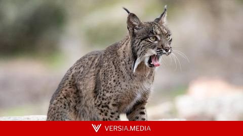 Liberar animales no siempre salva especies: los científicos piden cautela al reintroducir fauna salvaje